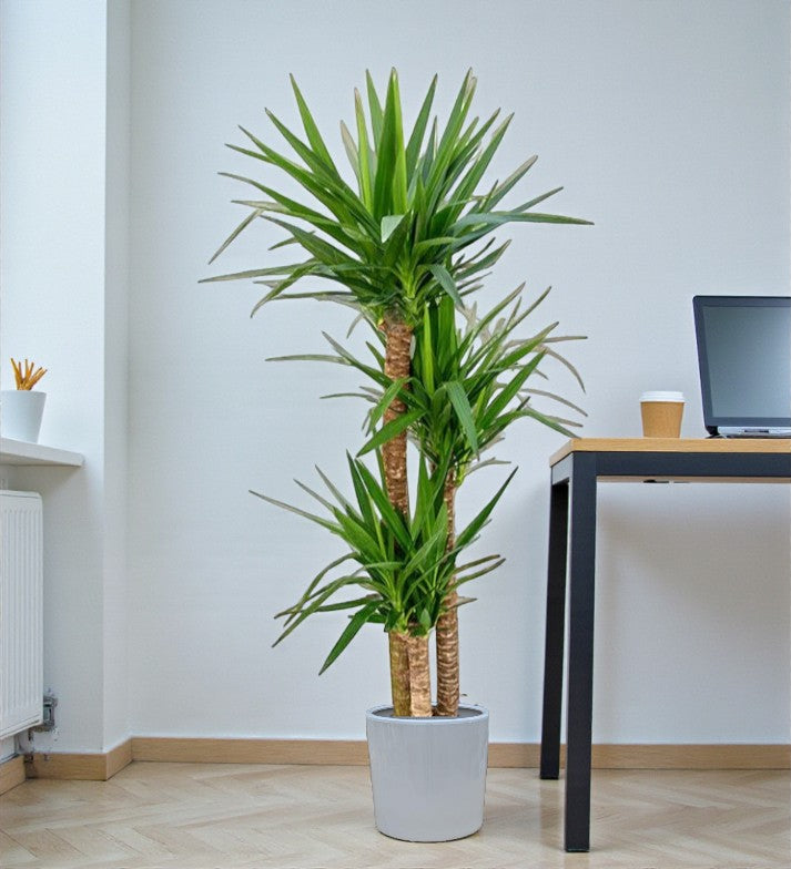 Spineless Yucca – Yucca elephantipes Care Guide in the UAE