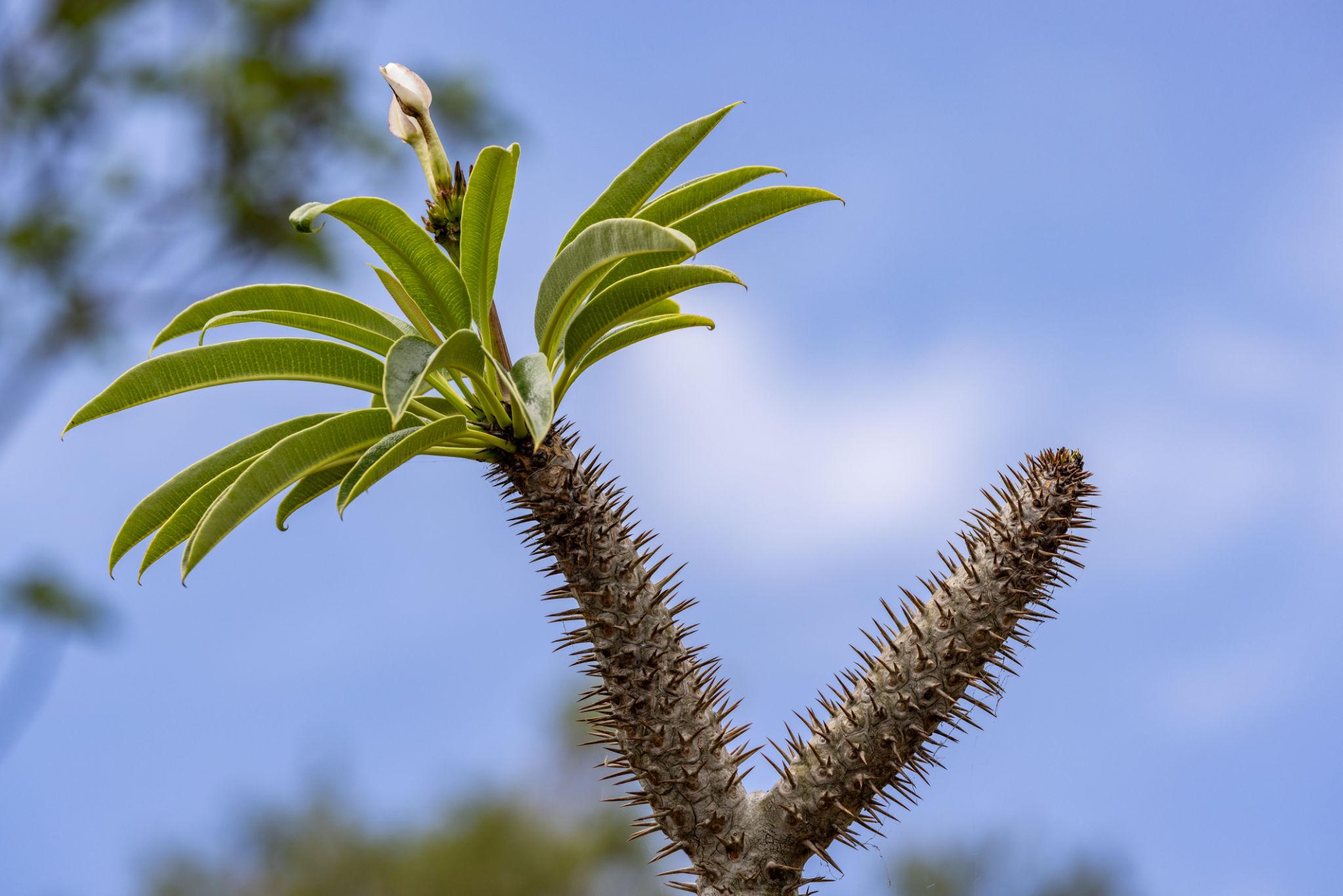 Madagascar Palm (Pachypodium lamerei) – Plant Care Guide for the UAE