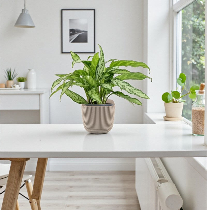 Aglaonema – Silver Queen Plant Care Guide for Dubai & UAE