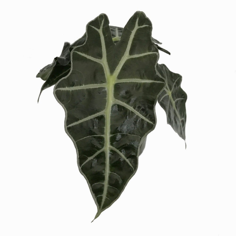 Alocasia Polly – African Mask / Elephant Ears Plant Care Guide for Dubai &amp; UAE