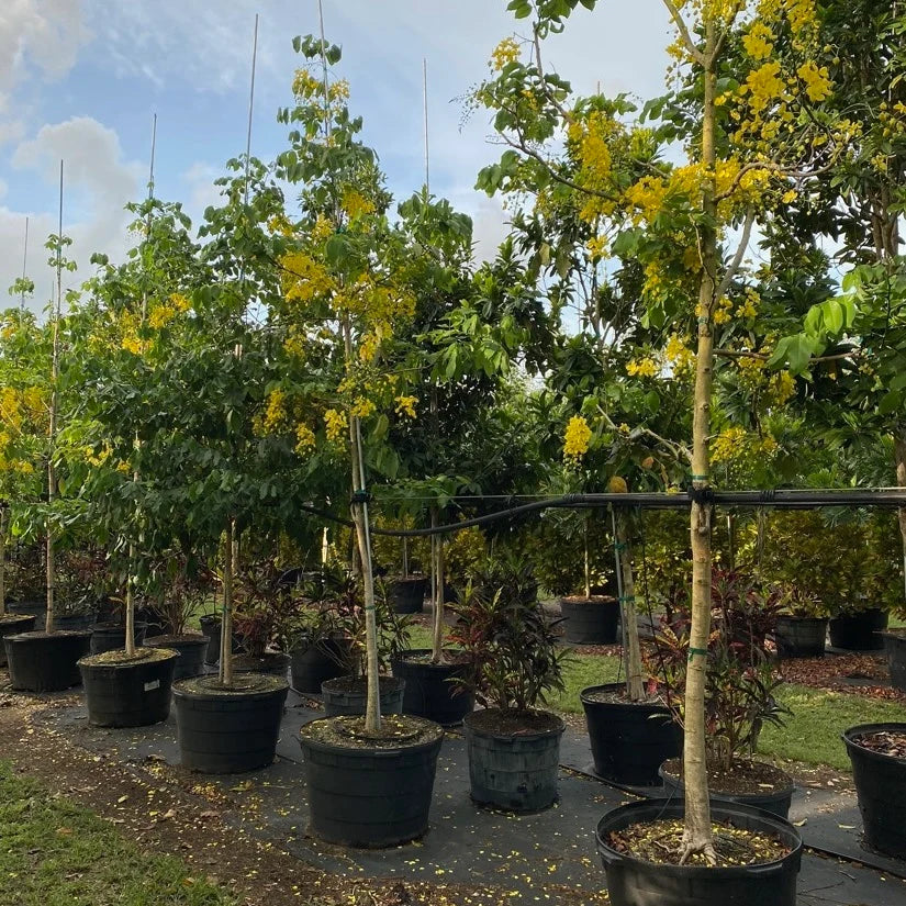 Cassia Fistula – Golden Shower Tree Care Guide for Dubai & UAE