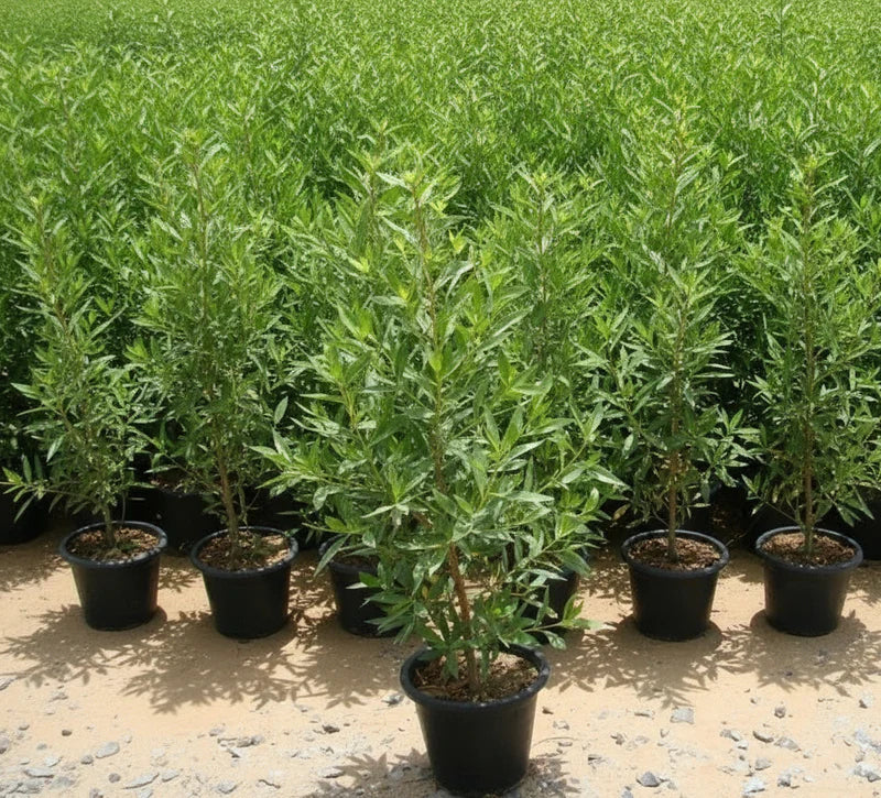 Damas Tree (Conocarpus Erectus ‘Saudi’) – Care Guide for Dubai & UAE