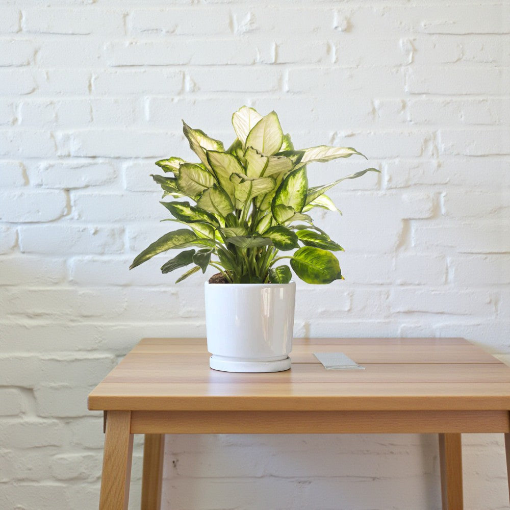 Dieffenbachia Compacta Plant – Complete Care Guide for the UAE