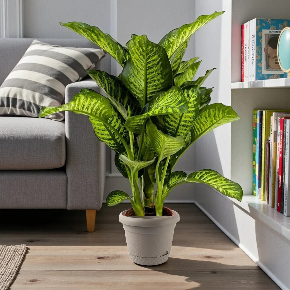 Dieffenbachia Maroba – Dumb Cane Plant: Complete Care Guide for the UAE