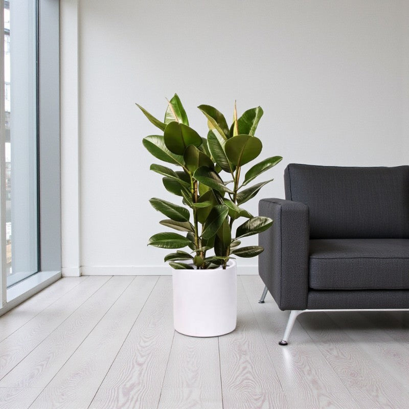 Rubber Plant – Ficus Robusta: Complete Care Guide for Dubai &UAE