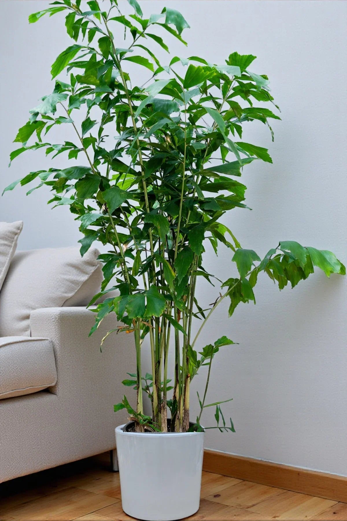 Caryota Mitis – Fish Tail Palm: Complete Care Guide for the UAE