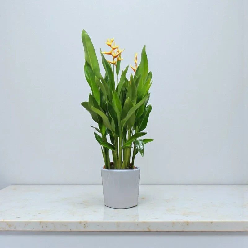 Heliconia Psittacorum – Parrot’s Beak Plant: Complete Care Guide for the UAE