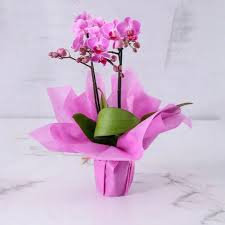 3 Stem White Orchid Plant with Pink Wrapping – Complete Care Guide for the UAE