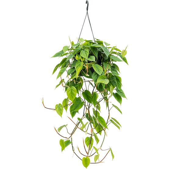 Philodendron Scandens – Hanging Plant Care Guide for Dubai & UAE