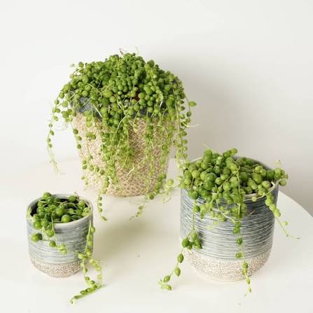 Senecio Rowleyanus – String of Pearls Green: Complete Care Guide for the UAE