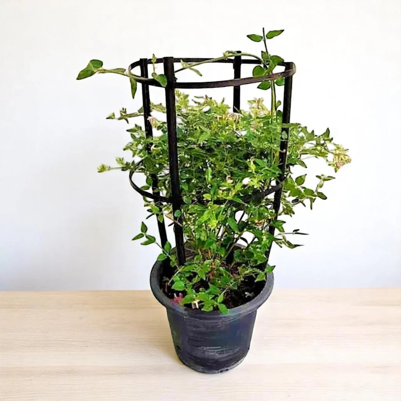 Jasminum grandiflora – Jasmine Climber Plant Care Tips in the UAE