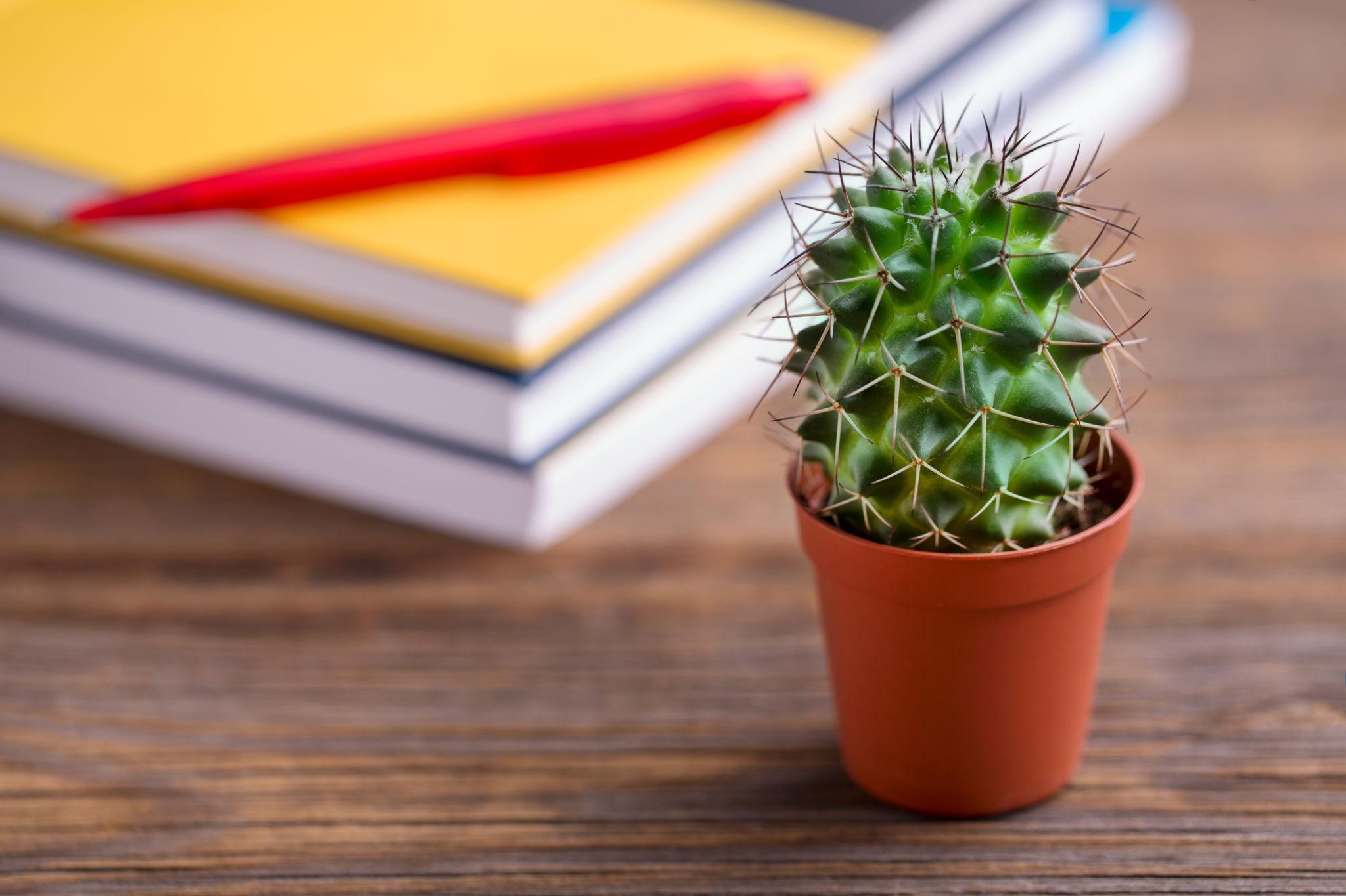 Cactus Mini Plant – Chin Cactus &amp; Spider Cactus Care Guide for the UAE