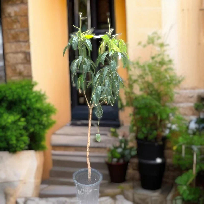 Mango Tree – Mangifera indica – King of Fruits Care Guide in the UAE