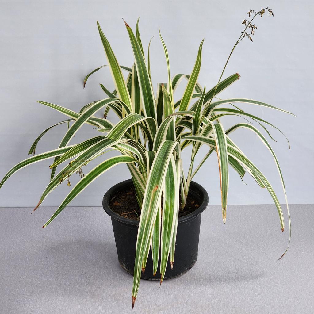 Dianella tasmanica ‘Variegata’ – Tasman Flax Lily Care Guide for the UAE
