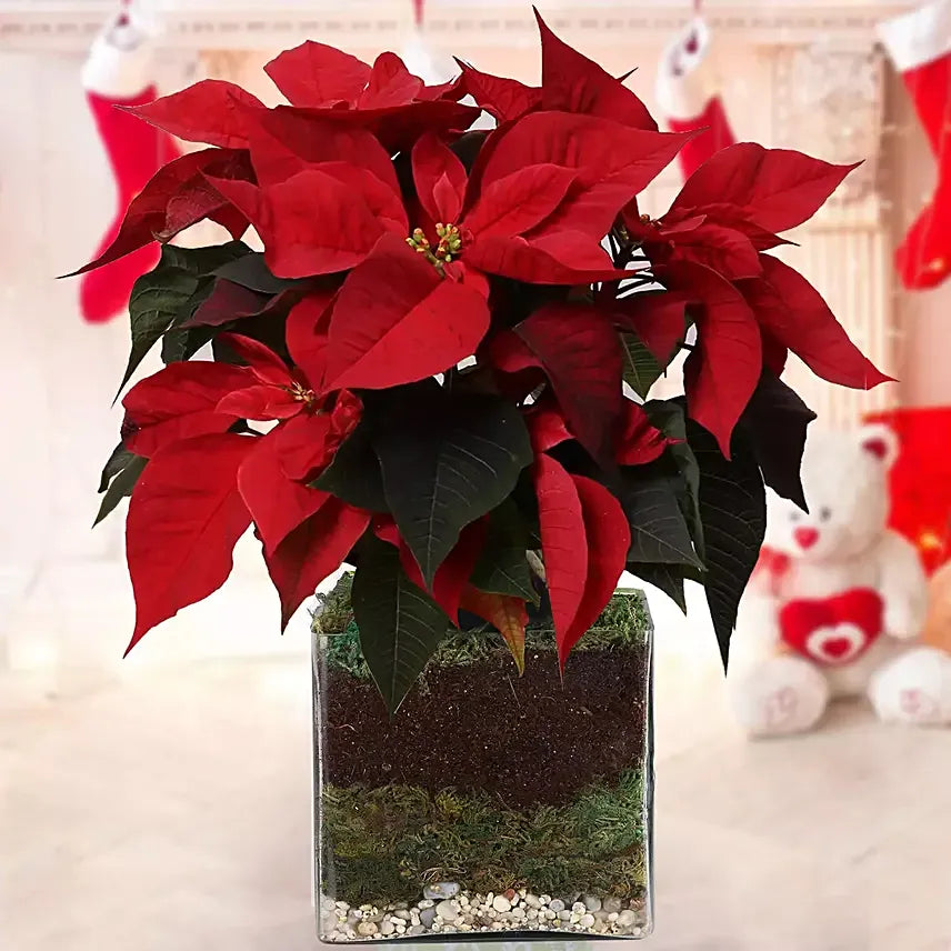 Poinsettia Plant – A Festive Gift Plant: Complete Care Guide for the UAE