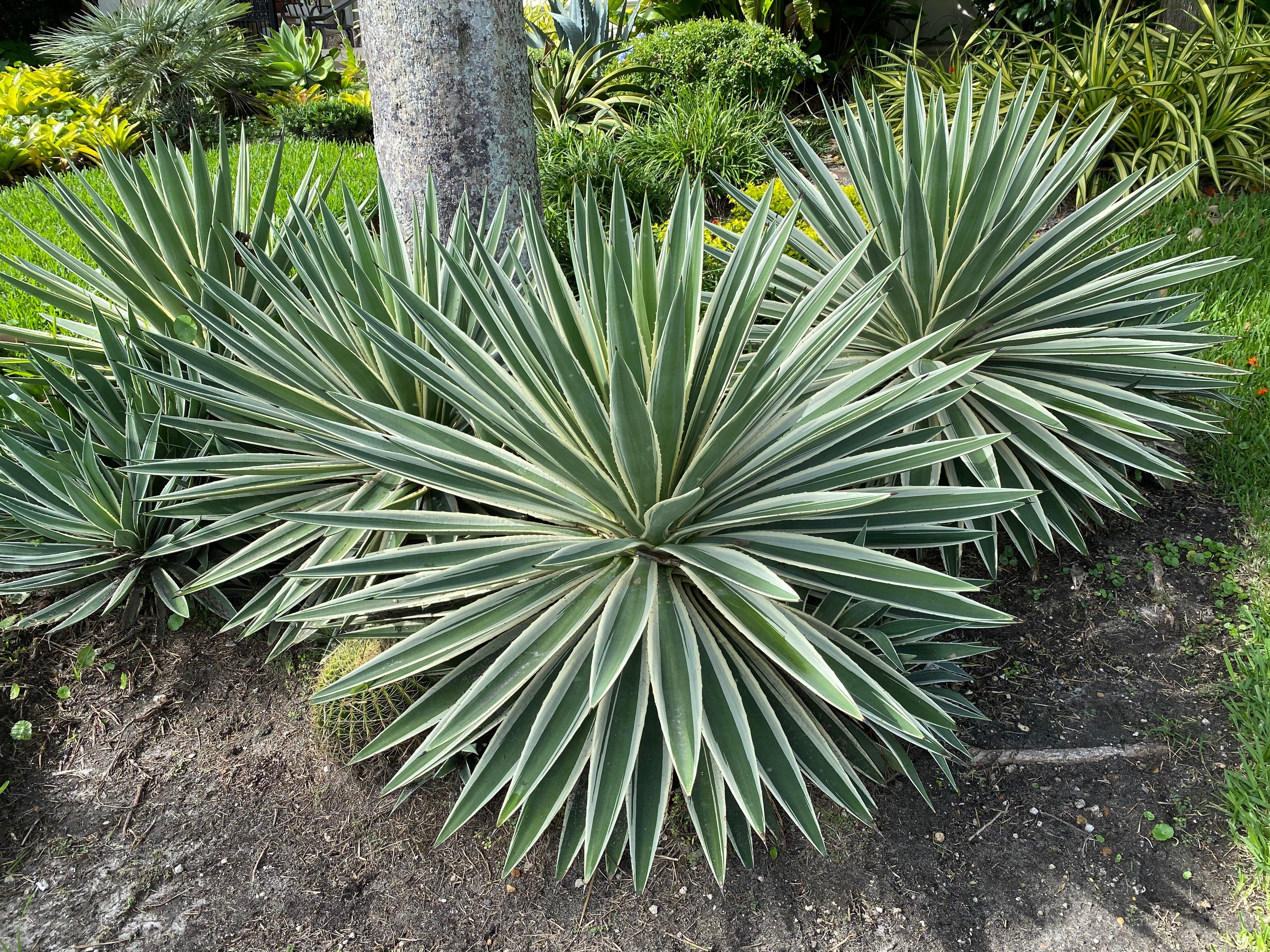 Caribbean Agave – Agave angustifolia Plant Care Guide for the UAE