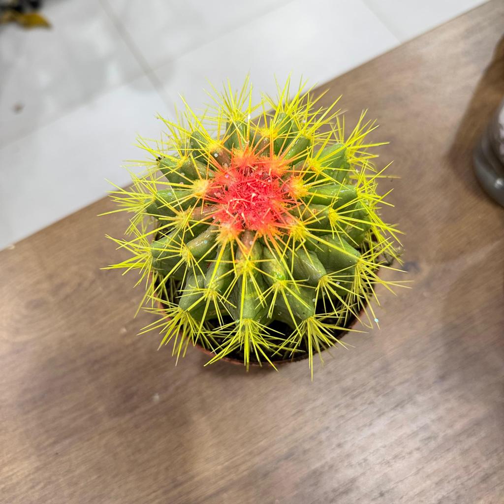 Golden Barrel Cactus (Echinocactus grusonii) Painted – Plant Care Guide