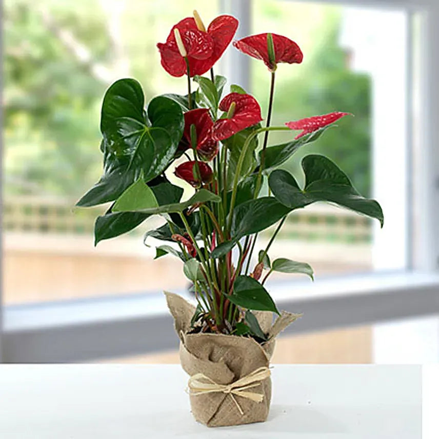 Red Anthurium Plant in Jute Wrap – Care Guide for the UAE