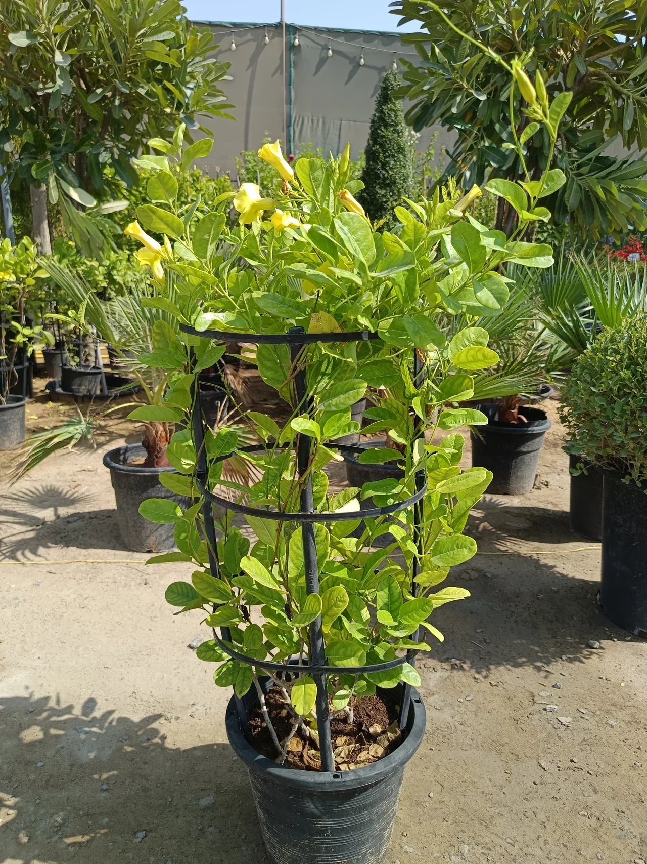 Mandevilla splendens – Yellow Bell Climber Plant Care Guide for the UAE