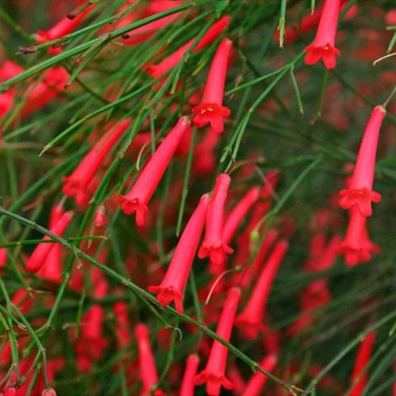Russelia – Firecracker Plant Care Guide for the UAE