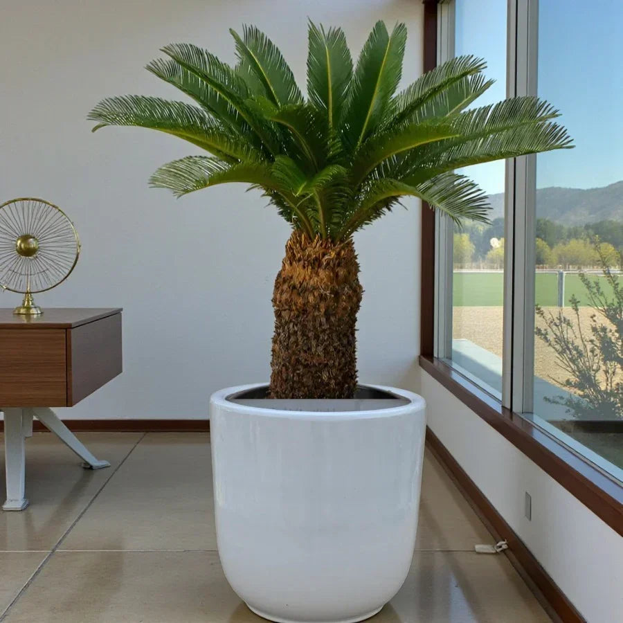 Cycas revoluta – Sago Palm Complete Care Guide in the UAE