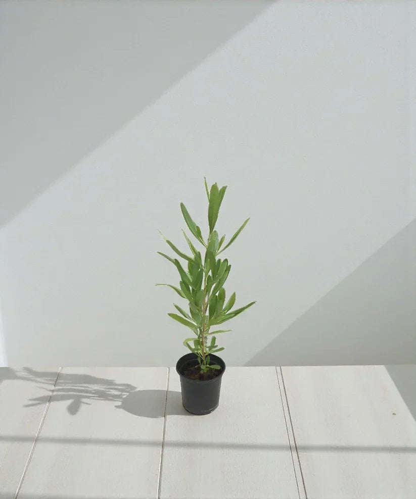 Dodonaea Viscosa – Florida Hopbush Plant Care Guide | Dubai &amp; UAE