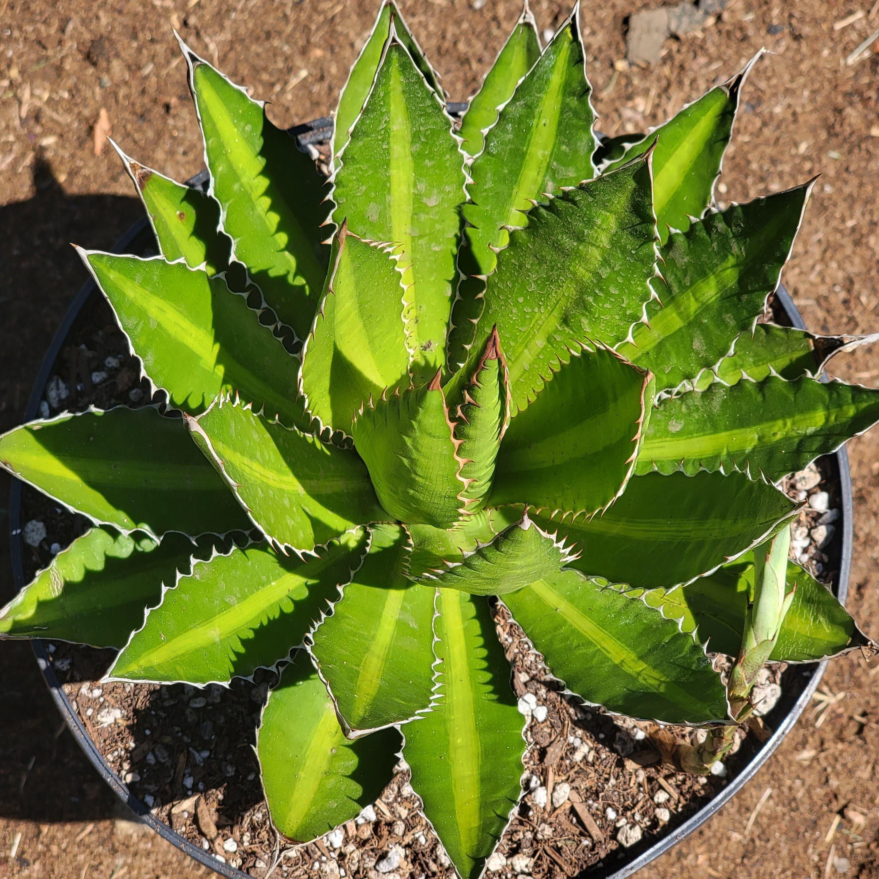 Agave Lophantha – Green Agave Plant Care Guide for the UAE