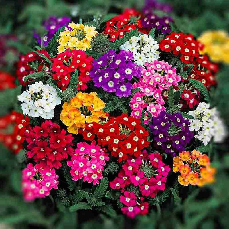 Verbena Seasonal Flowers – Plant Care Guide for the UAE