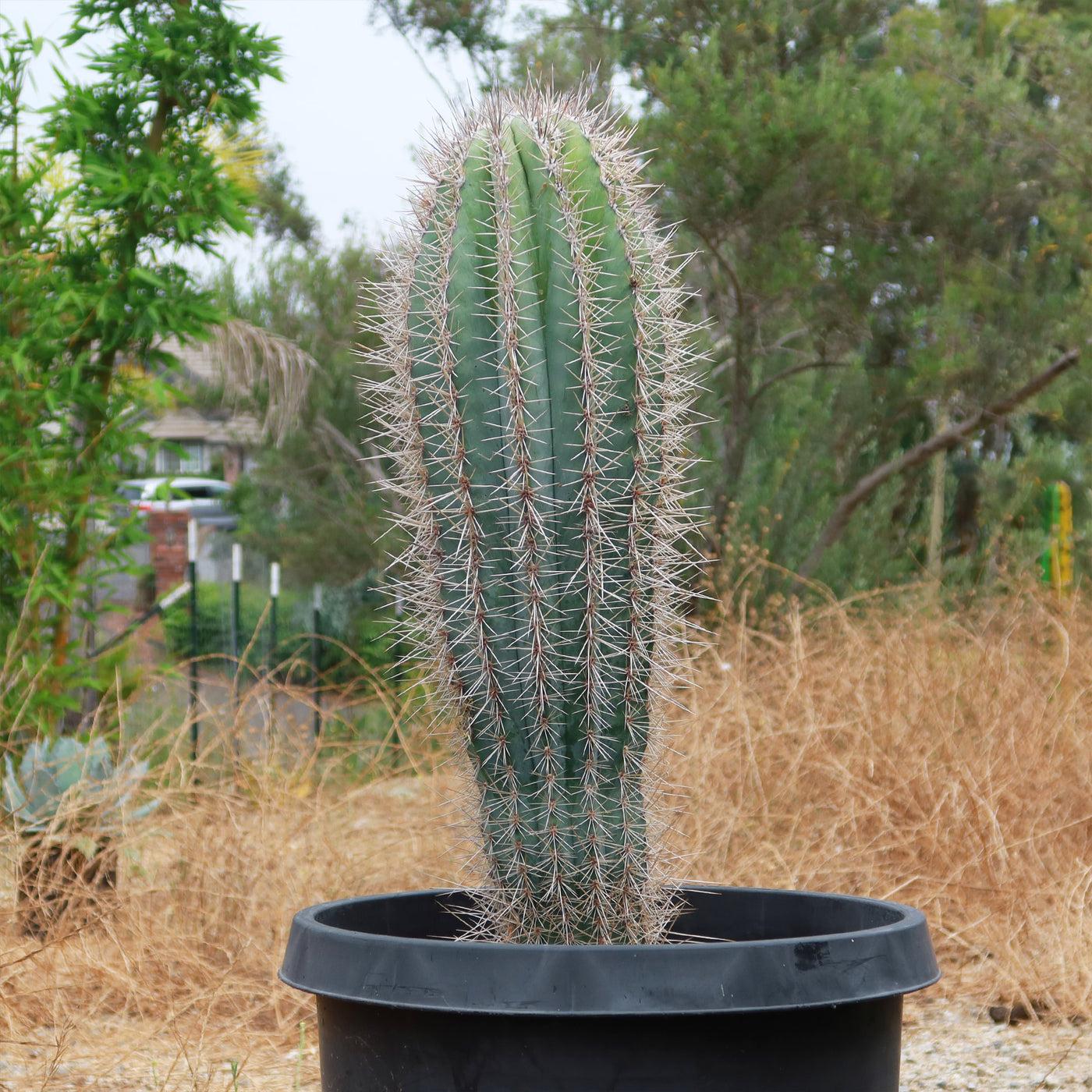 Pachycereus Pringlei Cactus – Mexican Giant Cactus Care Guide for the UAE