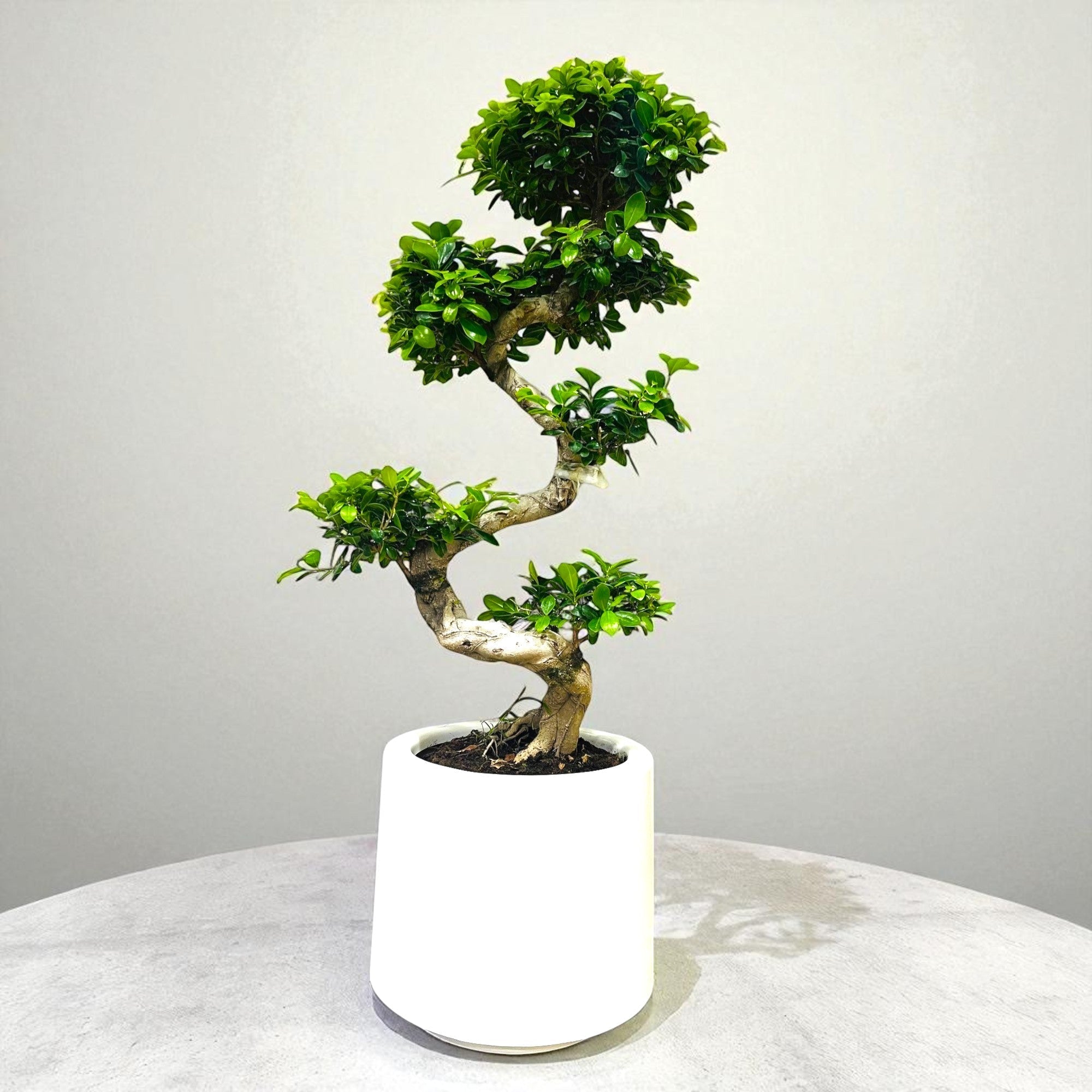 How to Grow a Healthy Ficus Bonsai in the UAE