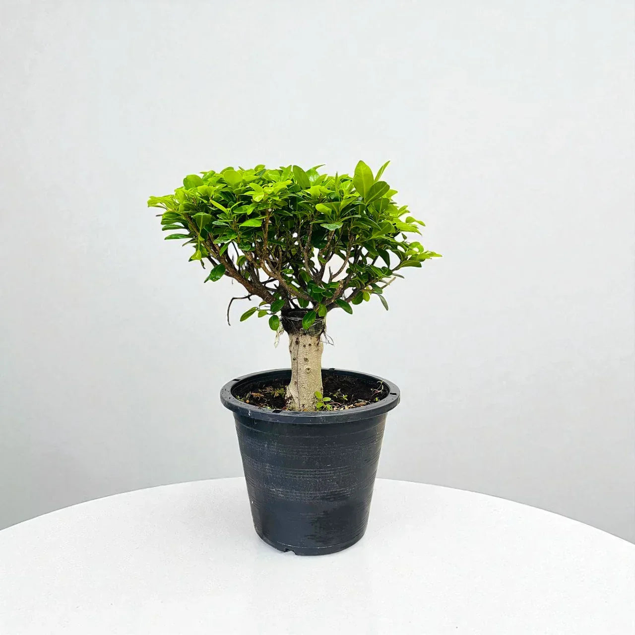 Bonsai – Ficus Diversifolia Plant Care Guide for Dubai & UAE