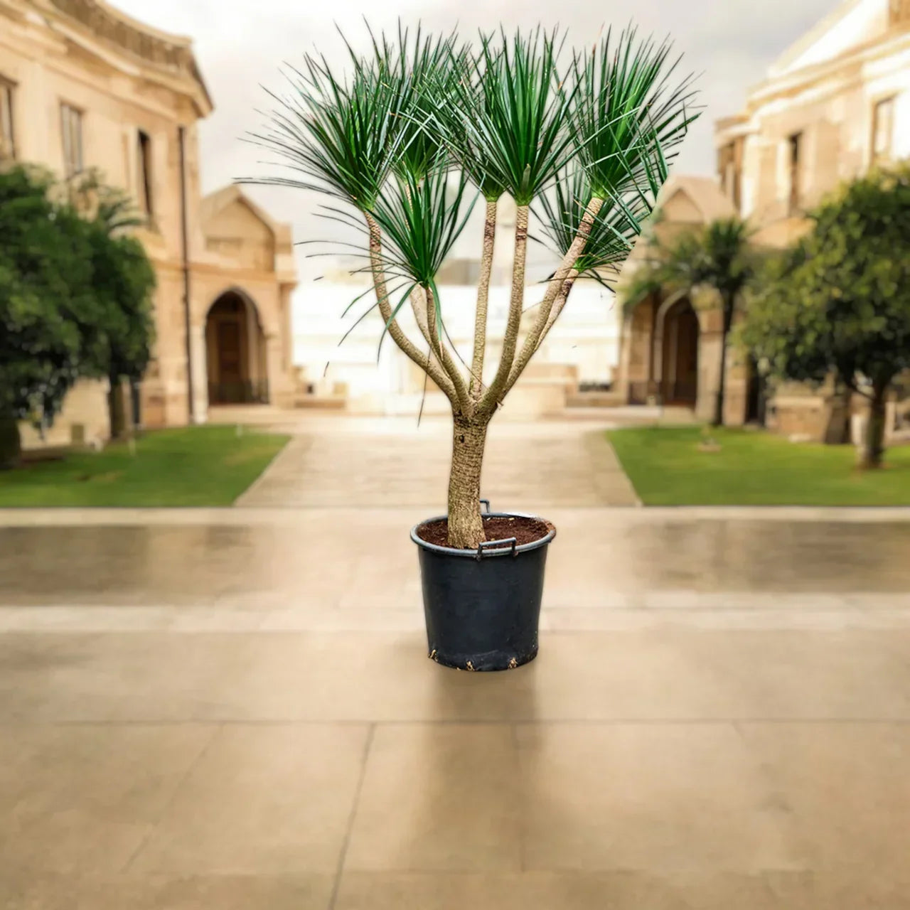 Dracaena Draco – Black Pearl Plant Care Guide for Dubai & UAE