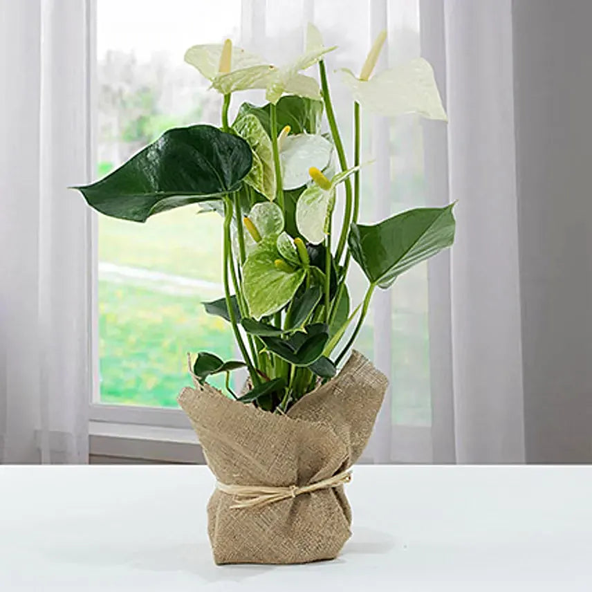 White Anthurium Plant in Jute Wrapping – Care Guide for the UAE