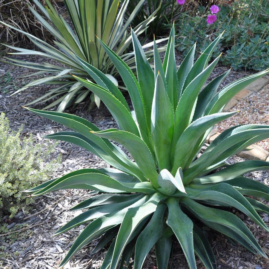 Agave desmettiana – Smooth Agave Plant Care Guide for the UAE