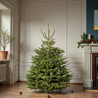 Fresh Christmas Tree