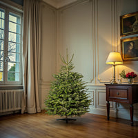 Real Christmas Tree - Nordmann Fir Europe