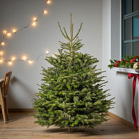 Fresh Christmas Tree - Nordmann