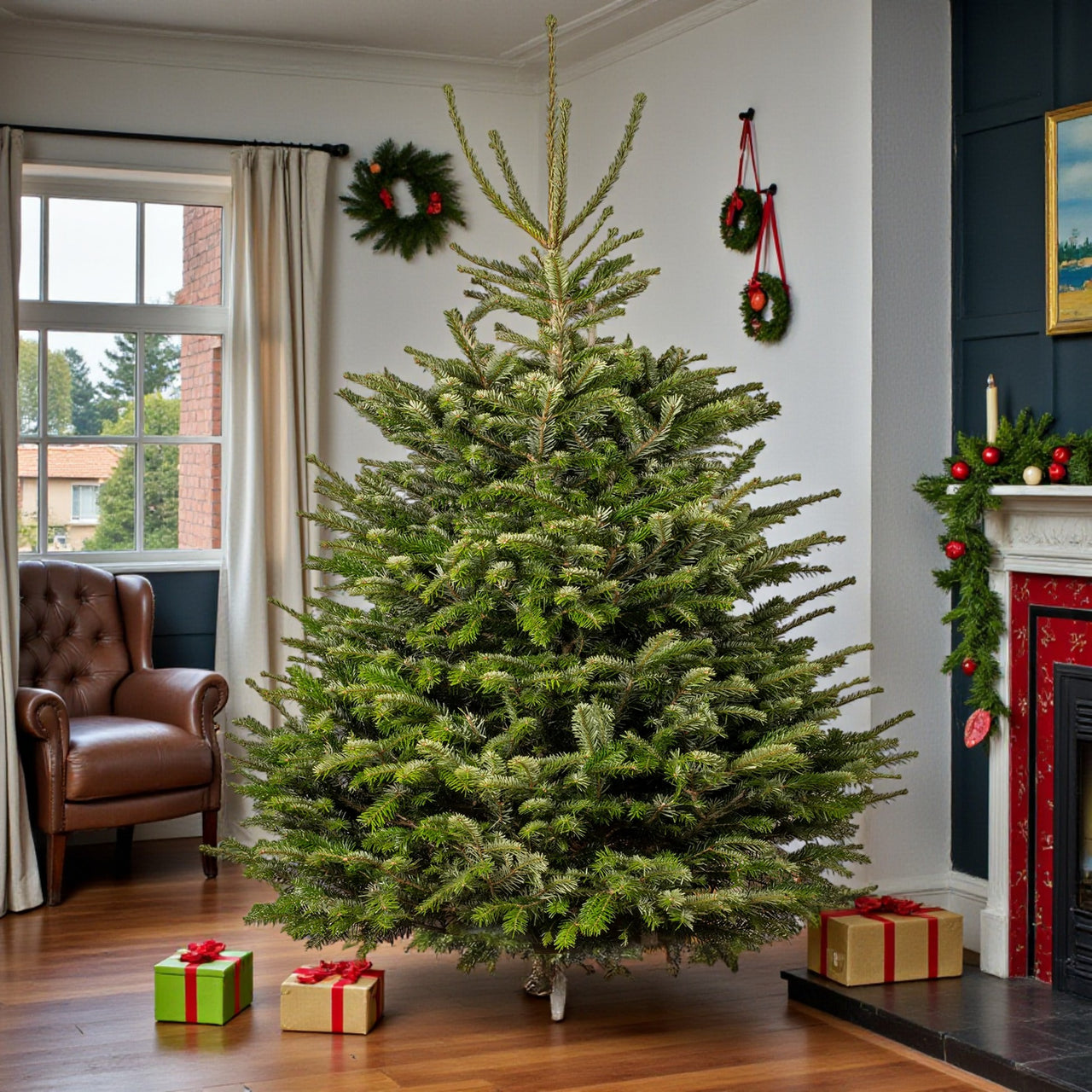 Real Christmas Tree - Nordmann