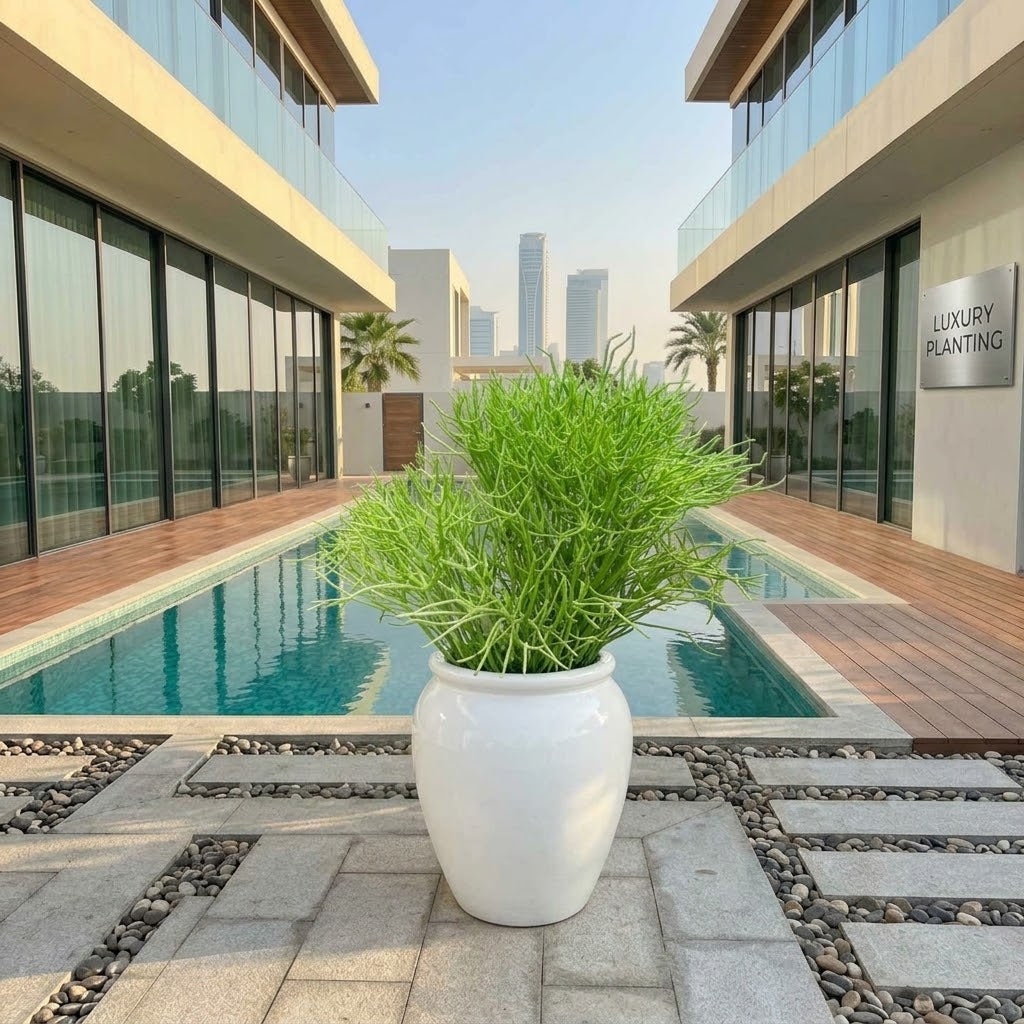 Euphorbia Tirucalli 60–70cm | Pencil Cactus Plant for UAE