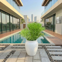 Euphorbia Tirucalli 60–70cm | Pencil Cactus Plant for UAE