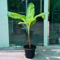 Musa Spp - Banana Tree