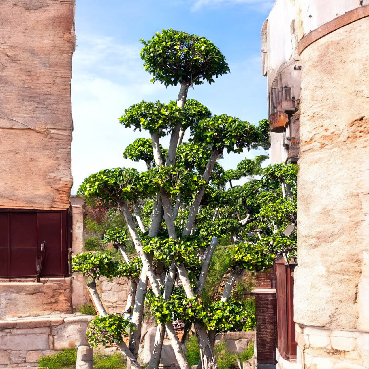 Ficus Bonsai Tree - Crossed Shape