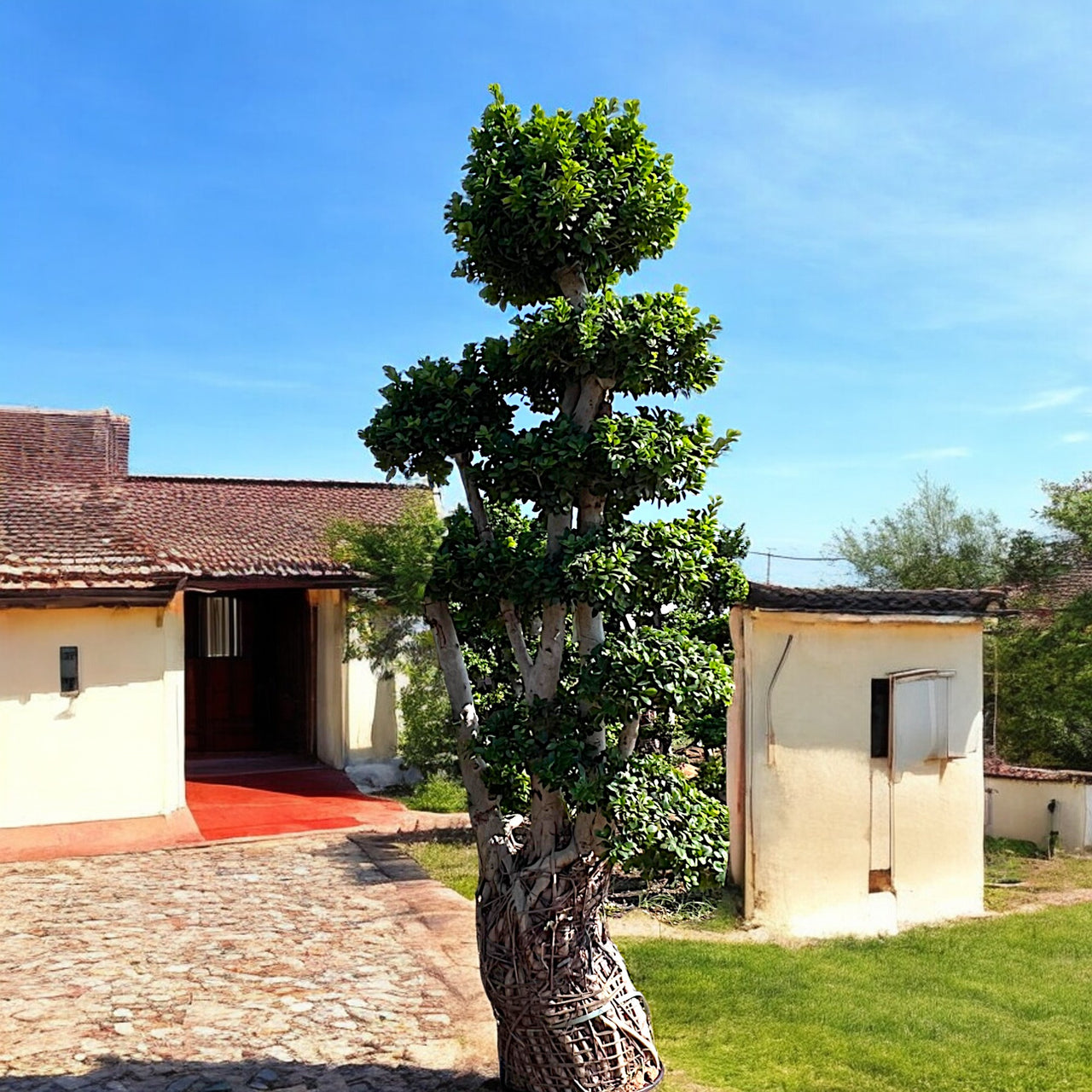 Ficus Panda Multi Head