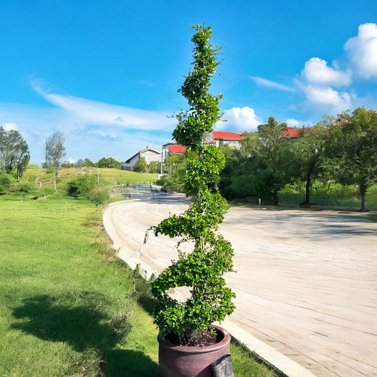 Ehretia Spiral Shape 1.5-2.0m
