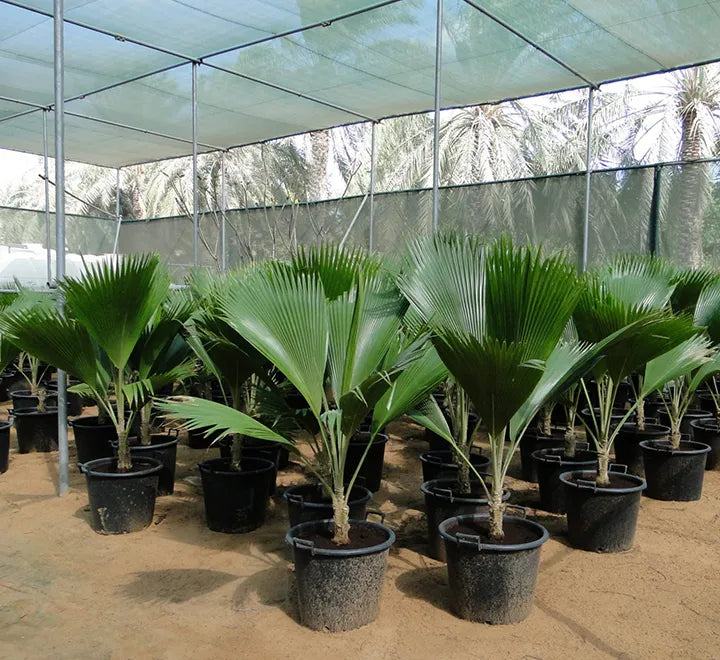 Pritchardia pacifica – Fiji Fan Palm 80-100cm