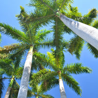 Roystonea regia – Royal Palm