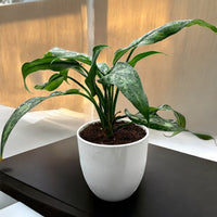 Aglaonema Plant - Chinese Evergreen