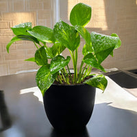 Epipremnum Plant (Golden pothos, Money plant, or Devil’s ivy)