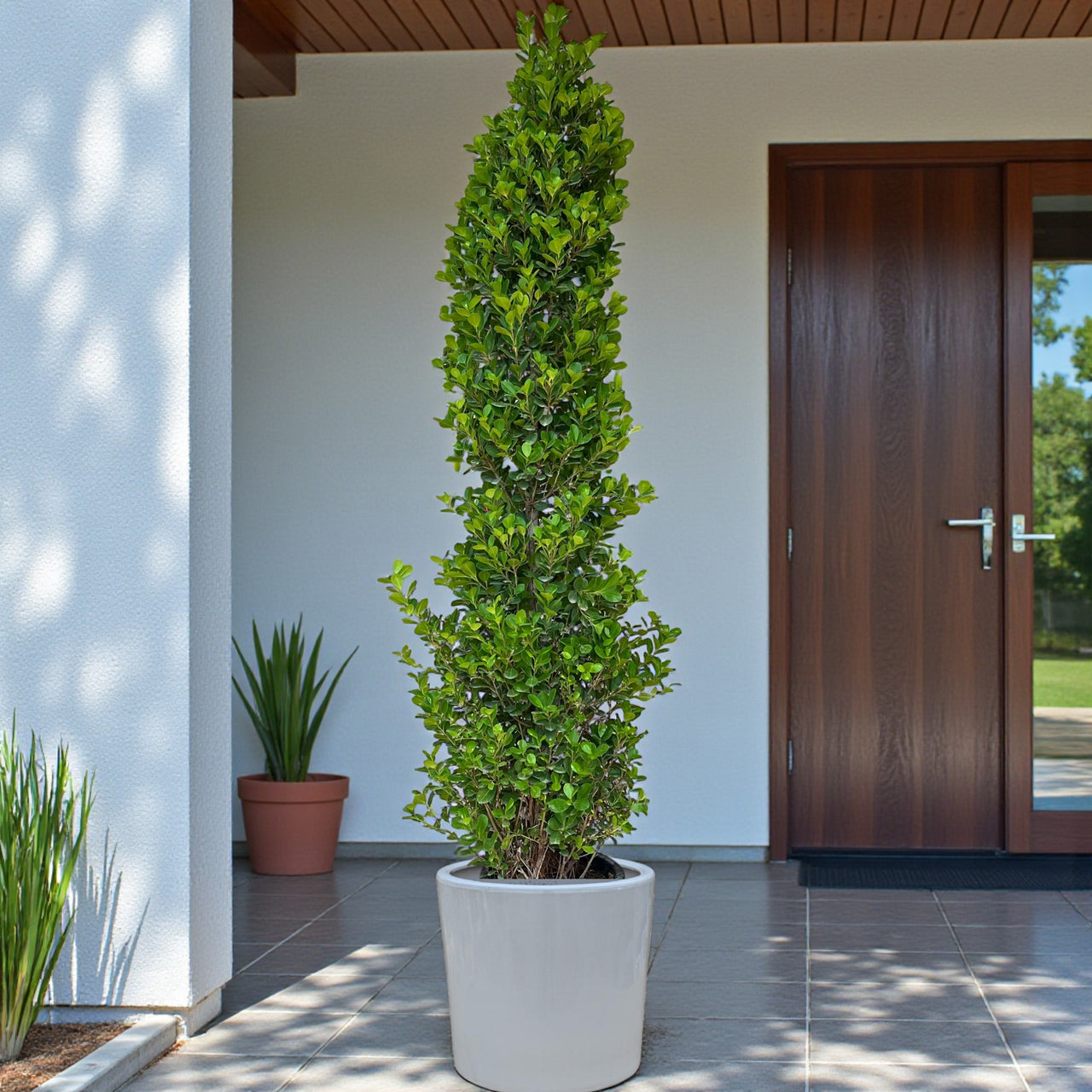 Ficus Panda Cone - Ficus Diversifolia