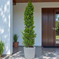 Ficus Panda Cone - Ficus Diversifolia